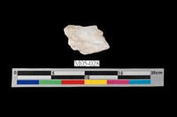 藏品(石膏)的圖片